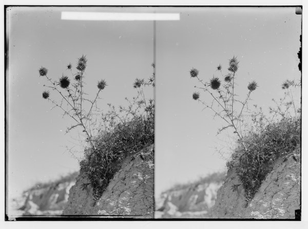 Photograph of Palestinian wildflower